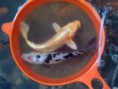 /album/galeria-de-fotos/carpa-koi-amarela-jpg1/